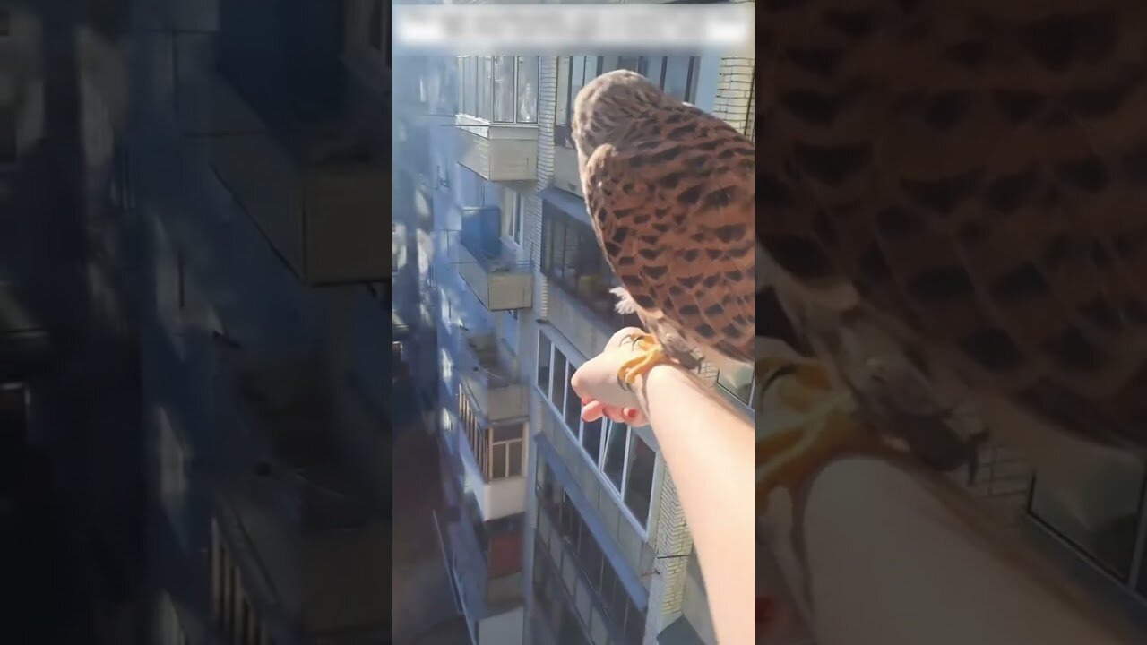 The guy saved the falcon from the river and then helped the whole family of birds