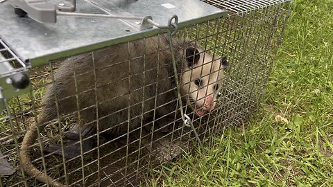 Possum in the garden