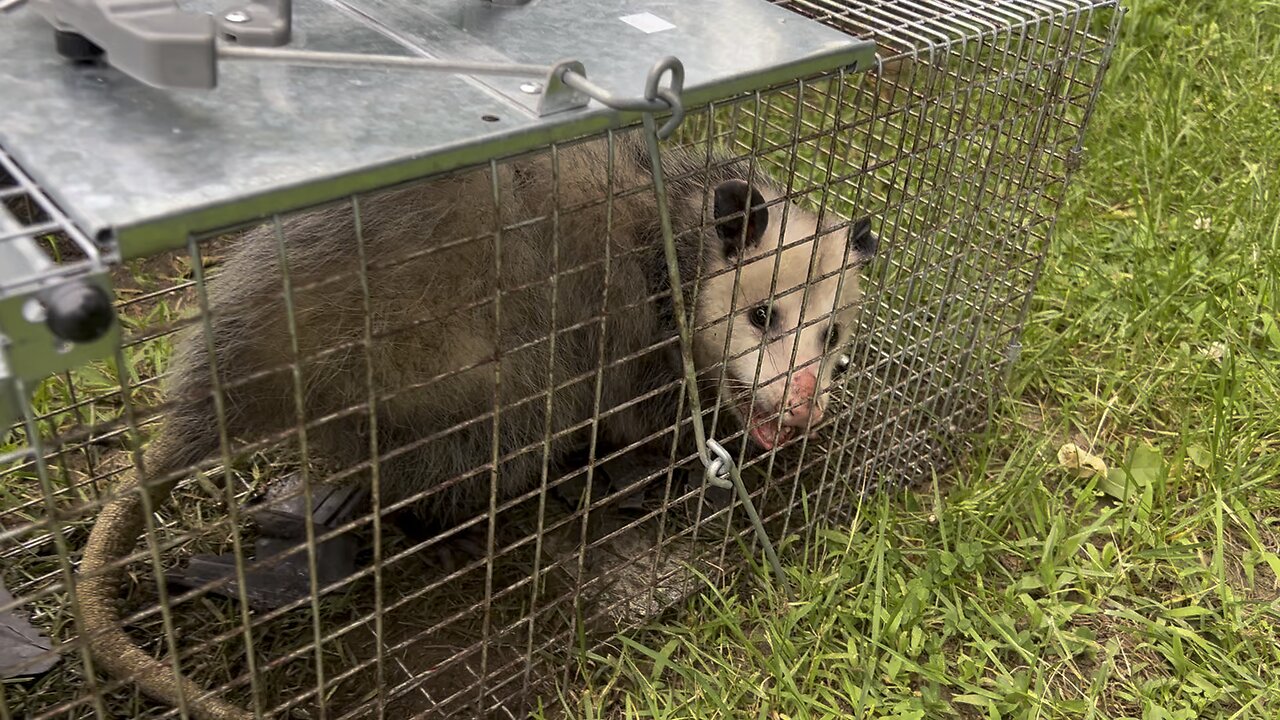 Possum in the garden