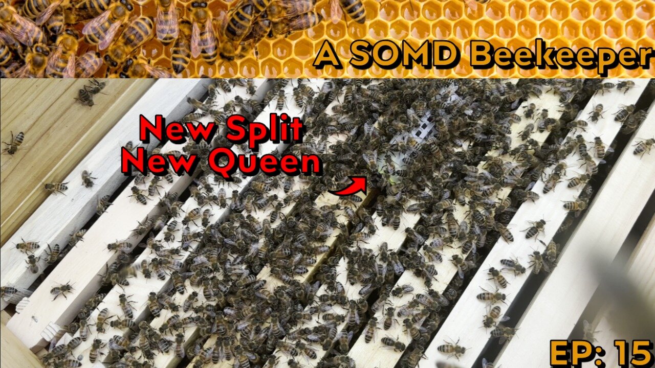 SOMD Beekeeping ep: 15 - New queens - pt 2