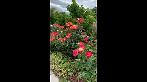 Beautiful flowers