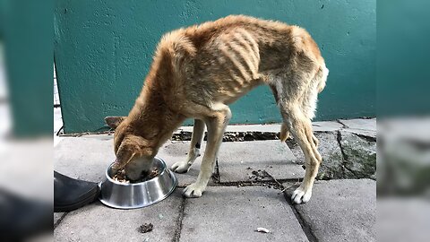 Animals Crying for Help 🐾💔