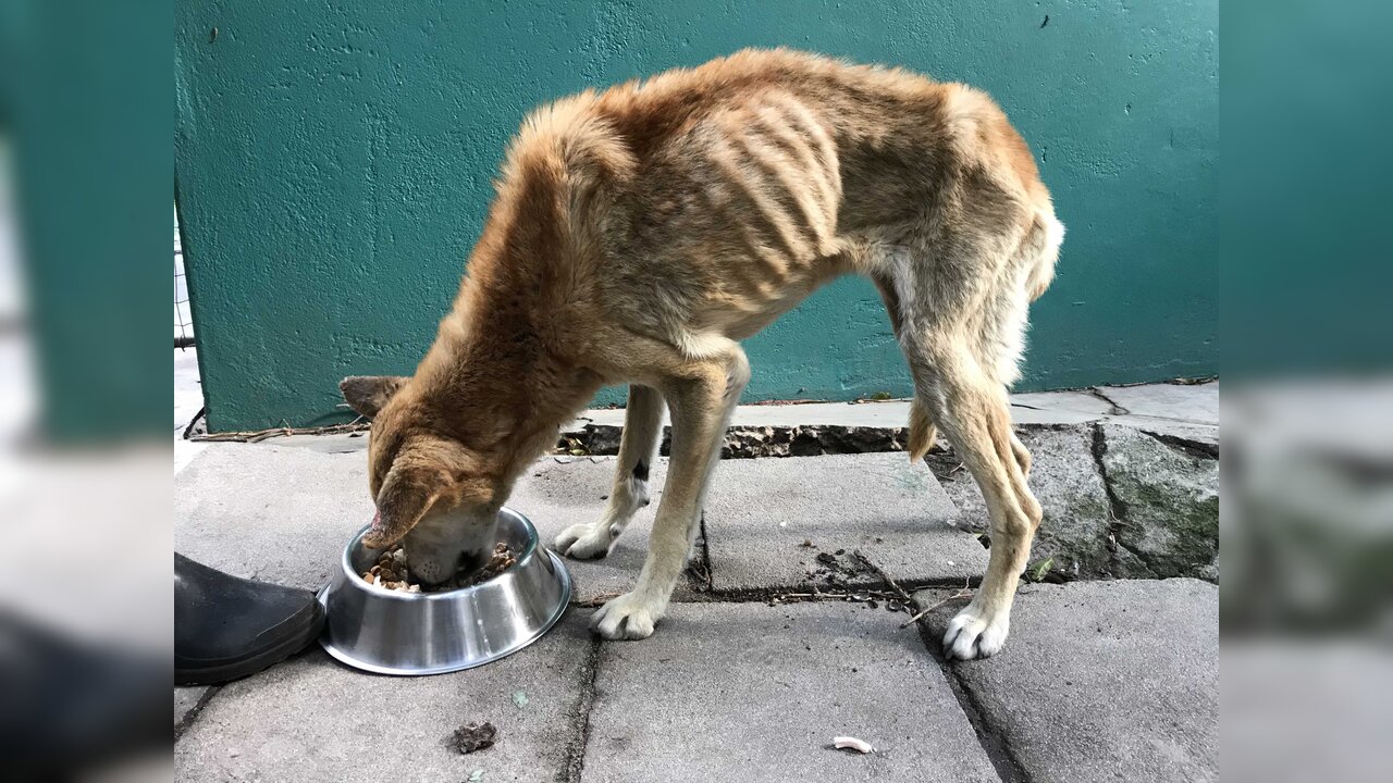 Animals Crying for Help 🐾💔