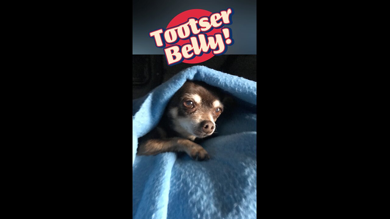 Little Pupper Trucker Tootser Belly! #shorts #trucking #angel #animallover