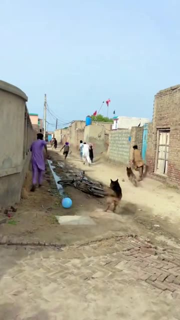 Wait For Dog 😌😊😇 | Cutest & Funniest Dog Moment You’ll Love 🐾💖