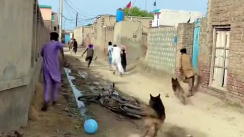 Wait For Dog 😌😊😇 | Cutest & Funniest Dog Moment You’ll Love 🐾💖