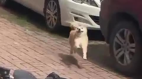 Fun