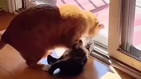 Funny cat video