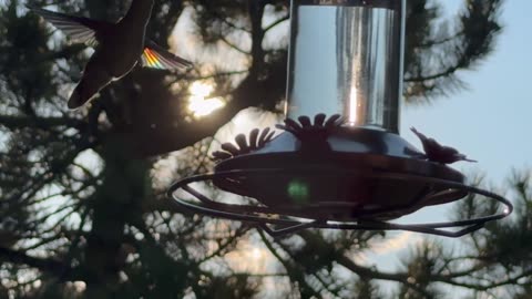 Iridescent Light Dances on Hummingbird Wings