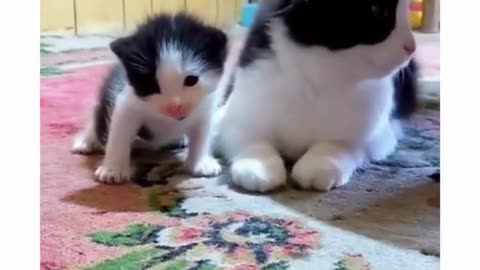 😂🧬 They Don’t Even Need a DNA Test! Hilarious Lookalikes | FunFM