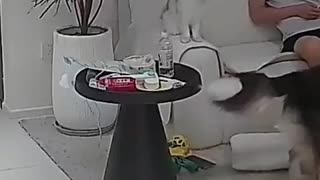 😂🐱 Cat vs. Dog: The Epic Fail! | FunFM