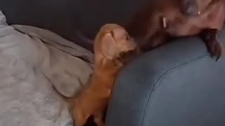 😂😂 Dad's Hilarious Lesson on Couch Climbing! | FunFM