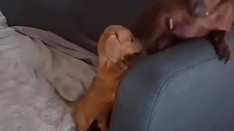 😂😂 Dad's Hilarious Lesson on Couch Climbing! | FunFM