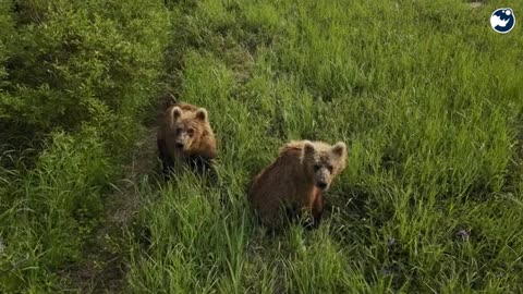 Deadliest Animal in Every U.S. State