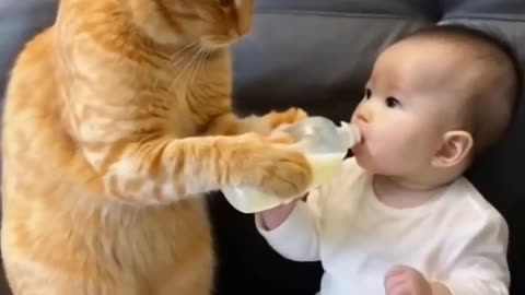 Seeing the baby crying, cat has been comforting him and wiping What a heart-warming