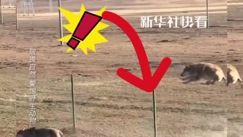 wooo this dog can jump over a high fence 😨 #shorts #viral