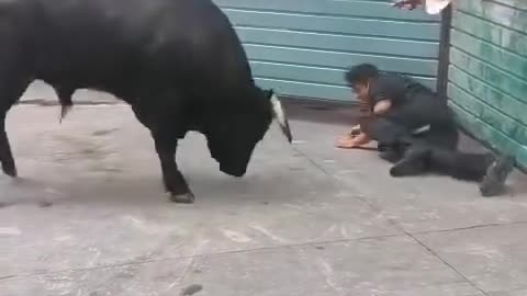 A bull destroys a stupid man