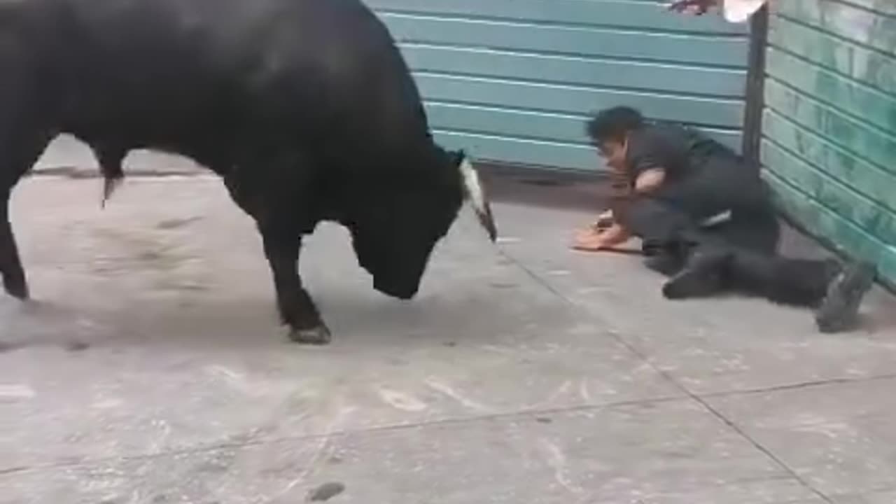 A bull destroys a stupid man
