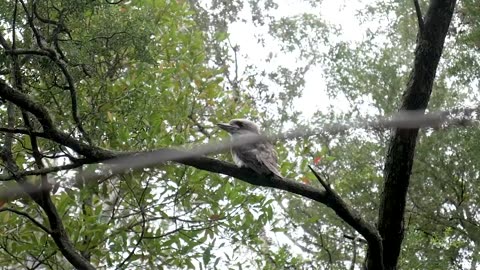 Nature and Animals