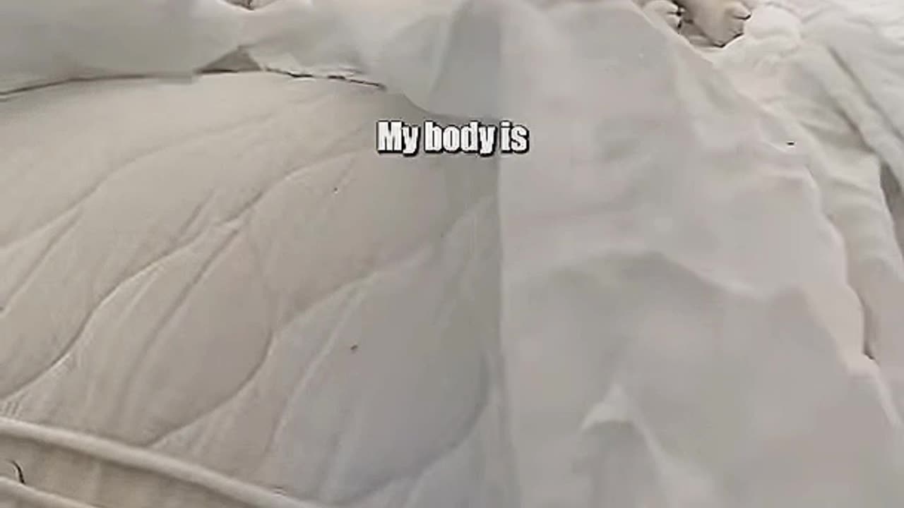 Cat funny video🤣🤣😺😜😜