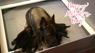 Mom & German Shepherd Babies
