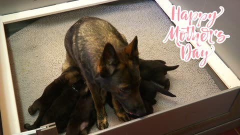 Mom & German Shepherd Babies