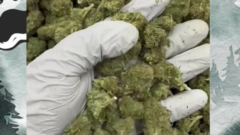 Sour Bear THCa Flower | Premium Indoor Hemp | Available Wholesale & White Label