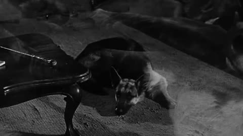 The Black Scorpion