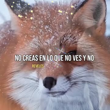 REFLEXIÓN ✨️ ✨️ ✨️ ✨️ ✨️ ✨️ ✨️ ✨️ ✨️ ✨️