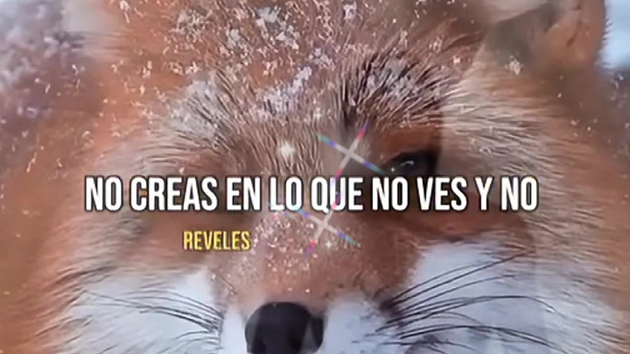 REFLEXIÓN ✨️ ✨️ ✨️ ✨️ ✨️ ✨️ ✨️ ✨️ ✨️ ✨️