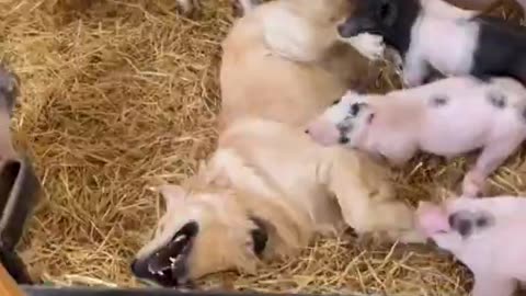 Woe Day 108. I am in the ark. Waiting for GOD to open the Door for a spring/summer Pentecost rapture