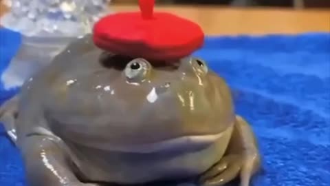 Le French frog 🤣