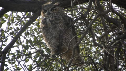 Owl