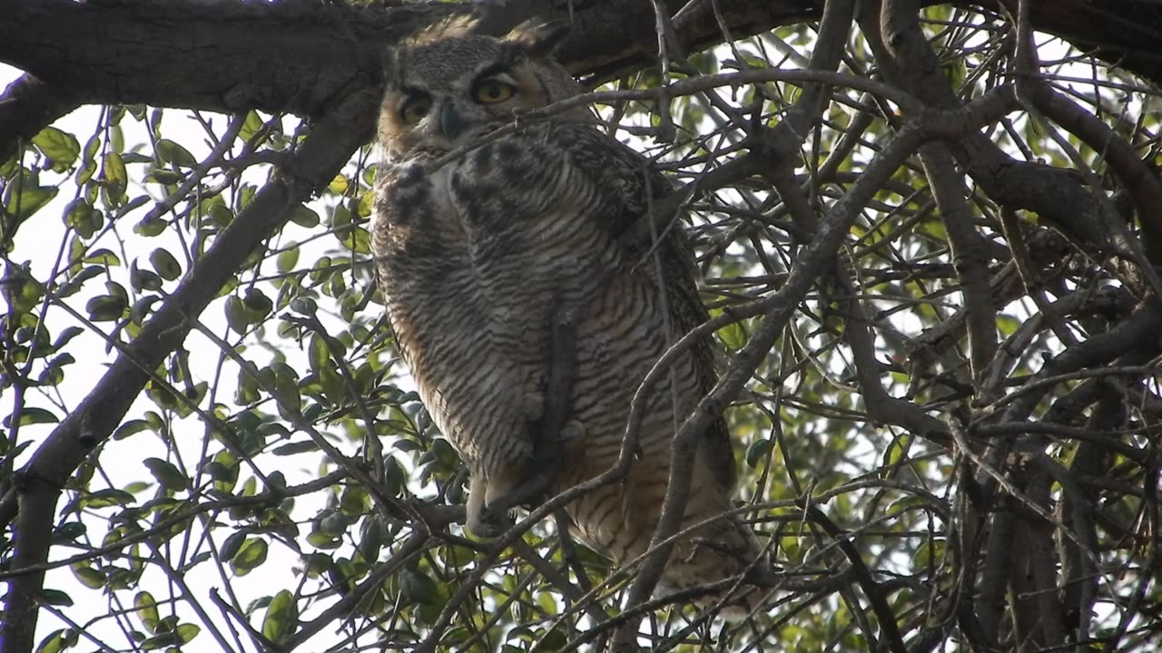 Owl
