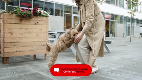 Dogs VS Delivery Drivers 🤣 Top 20 I Just Want To Play With You 🏃‍♂️‍➡️