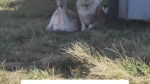 Corgi's Best Friend Is Little Deer