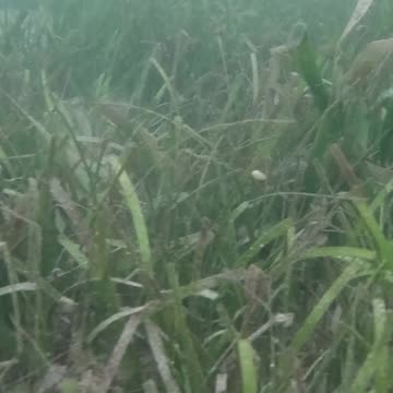 Morning Snorkeling. #mangrove