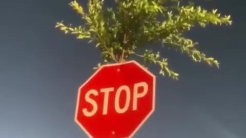 ✨🌳 This Tree Grew Through Pavement & Inside a Stop Sign! | FeedMyCuriosity