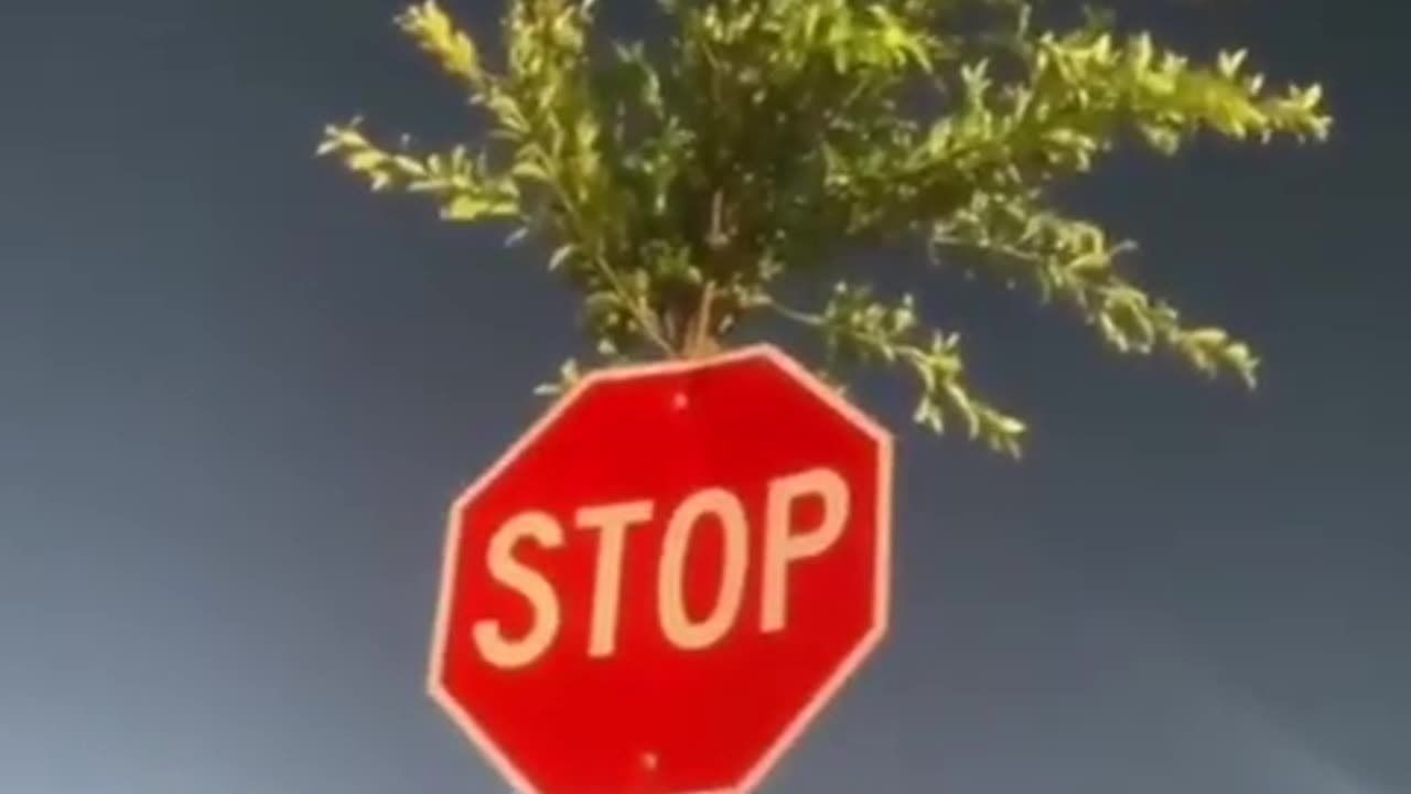 ✨🌳 This Tree Grew Through Pavement & Inside a Stop Sign! | FeedMyCuriosity