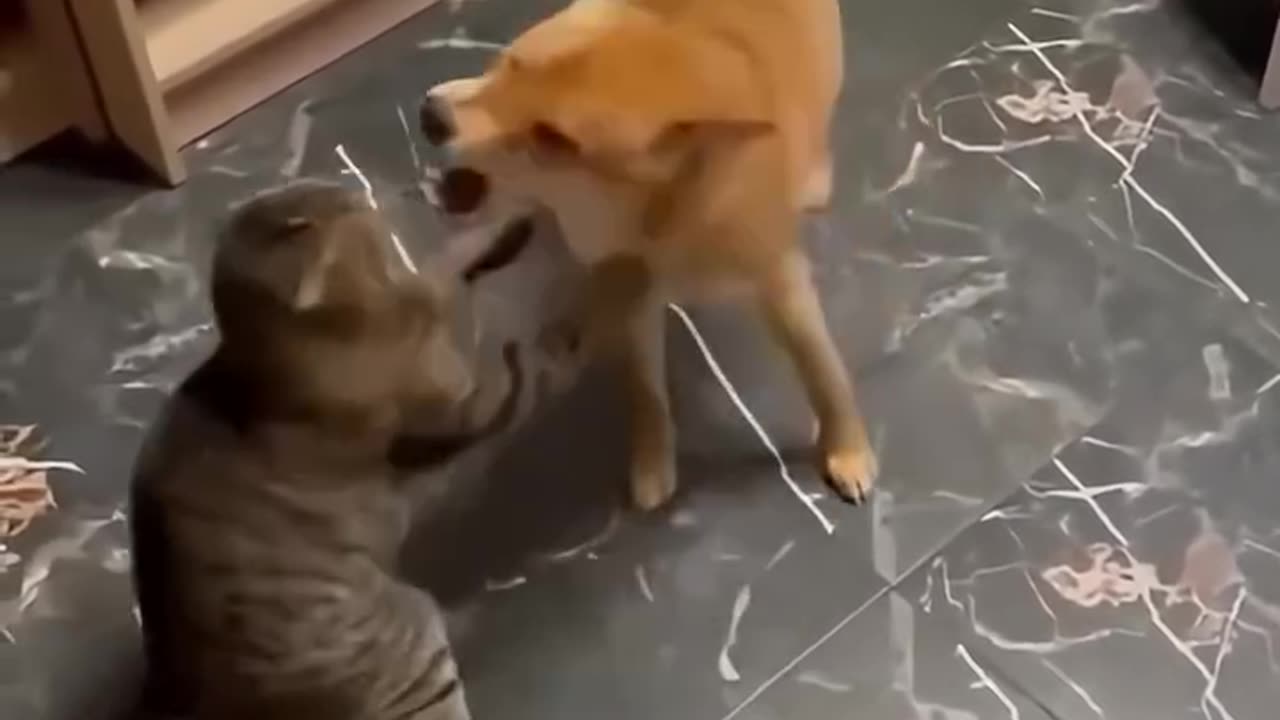 hilarious cats & dogs compilation laugh until you cry! 🐱🐶😂
