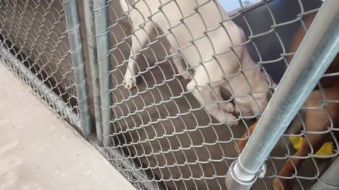 Durham Clayton 4&3mos Pet Id 948133 948136 kennel 24 HSSAZ shelter_20250613_130852511