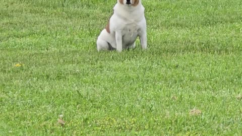 Small dog.