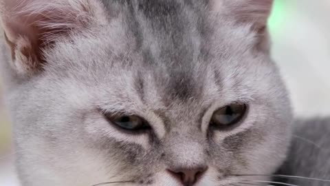 This Cat’s Smile Can Fix Your Day 😸✨