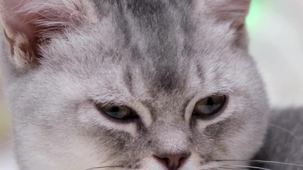 This Cat’s Smile Can Fix Your Day 😸✨