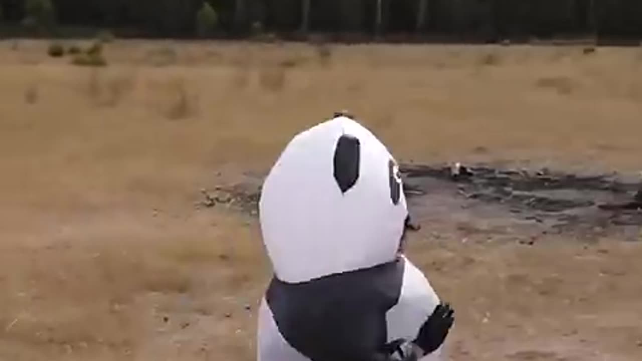 If animals fo parkour