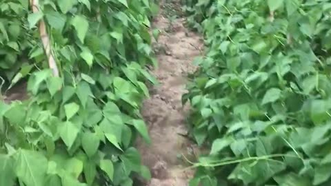 pole bean cultivation