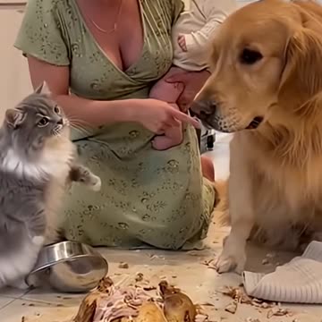 Cat Blamed The Dog Haha So Much Funny Video 😺🐕🤣🤣