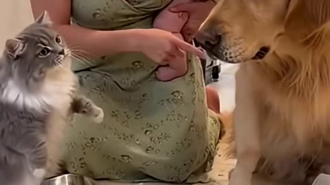 Cat Blamed The Dog Haha So Much Funny Video 😺🐕🤣🤣