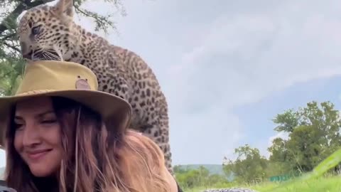 You Can’t Make This Up! 🐆 #Shorts #Wildlife #Animals