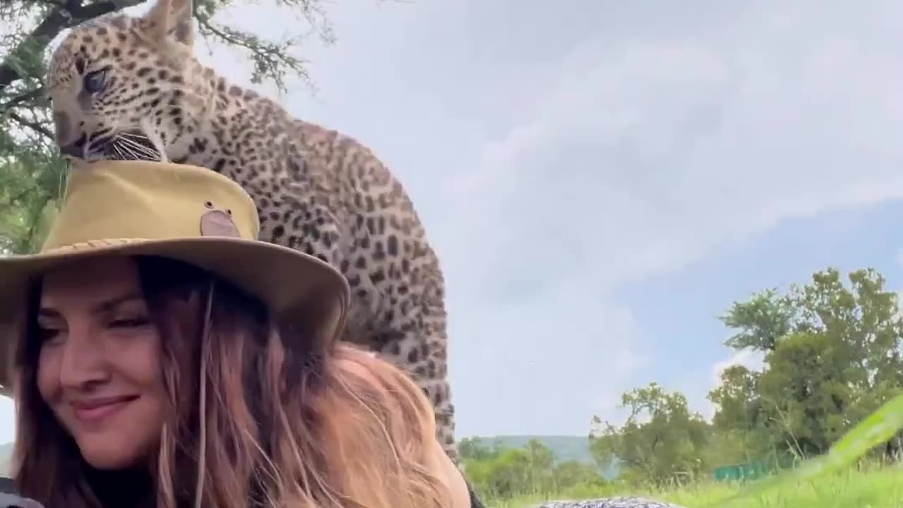 You Can’t Make This Up! 🐆 #Shorts #Wildlife #Animals